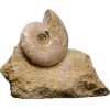 Ammonite, Dorset, England    160 MYO Prehistoric Online