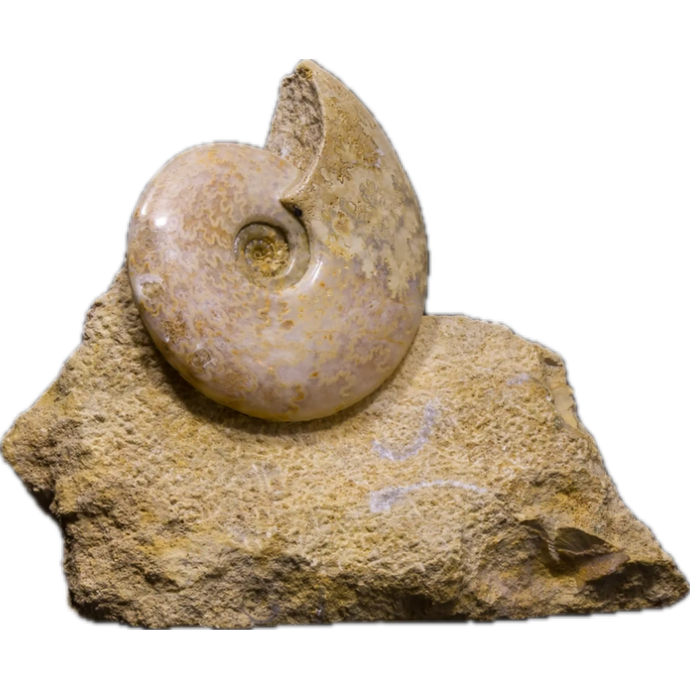 Ammonite, Dorset, England    160 MYO Prehistoric Online