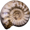 Ammonite w/shell, Madagascar    160 MYO Prehistoric Online