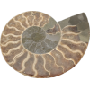 Cleoniceras Cleon Ammonite,100 MYO Prehistoric Online