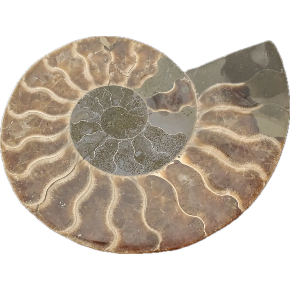 Cleoniceras Cleon Ammonite,100 MYO Prehistoric Online