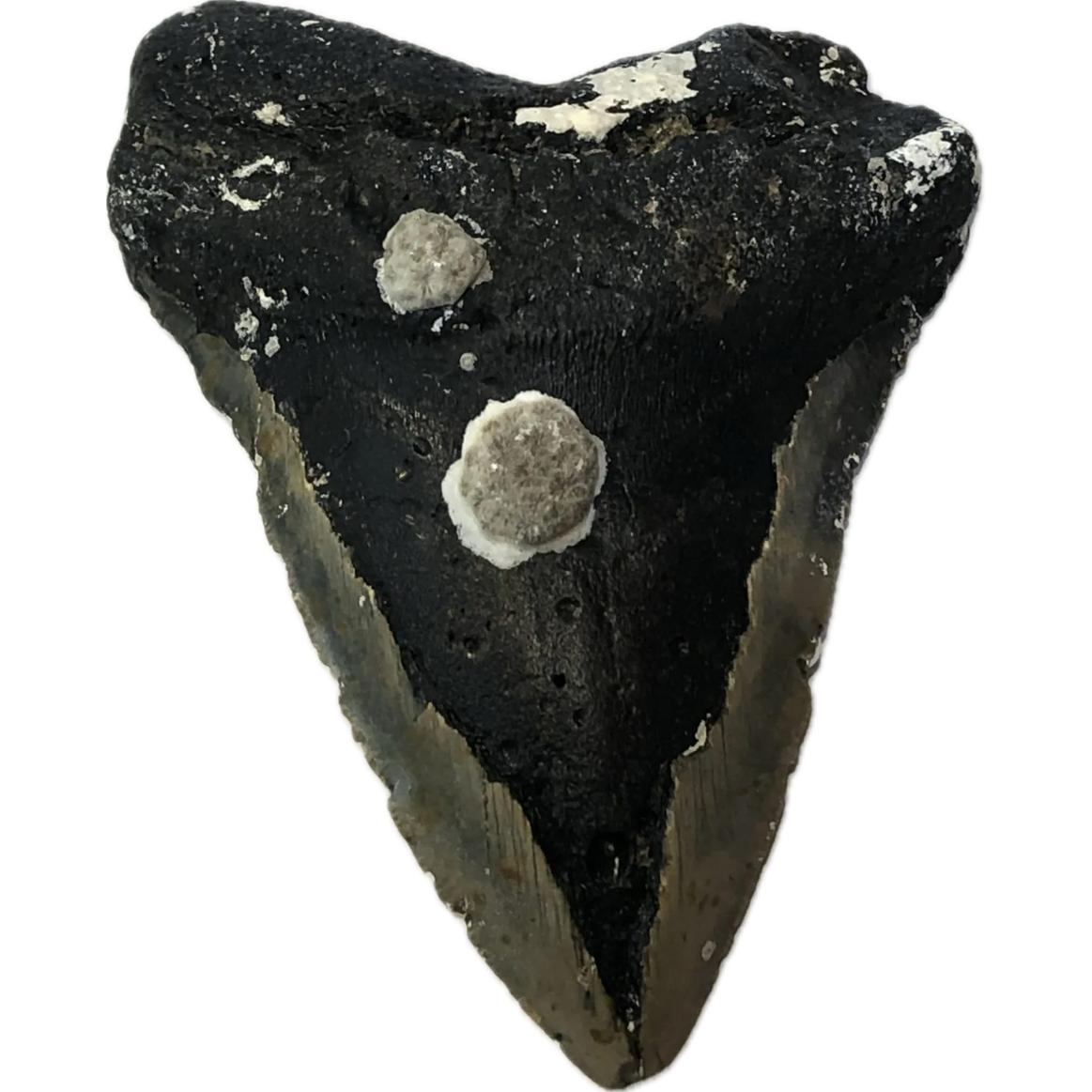 Megalodon Tooth  South Carolina 5 1/2″ Prehistoric Online