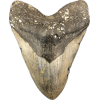 Megalodon Tooth  South Carolina 6″ Prehistoric Online