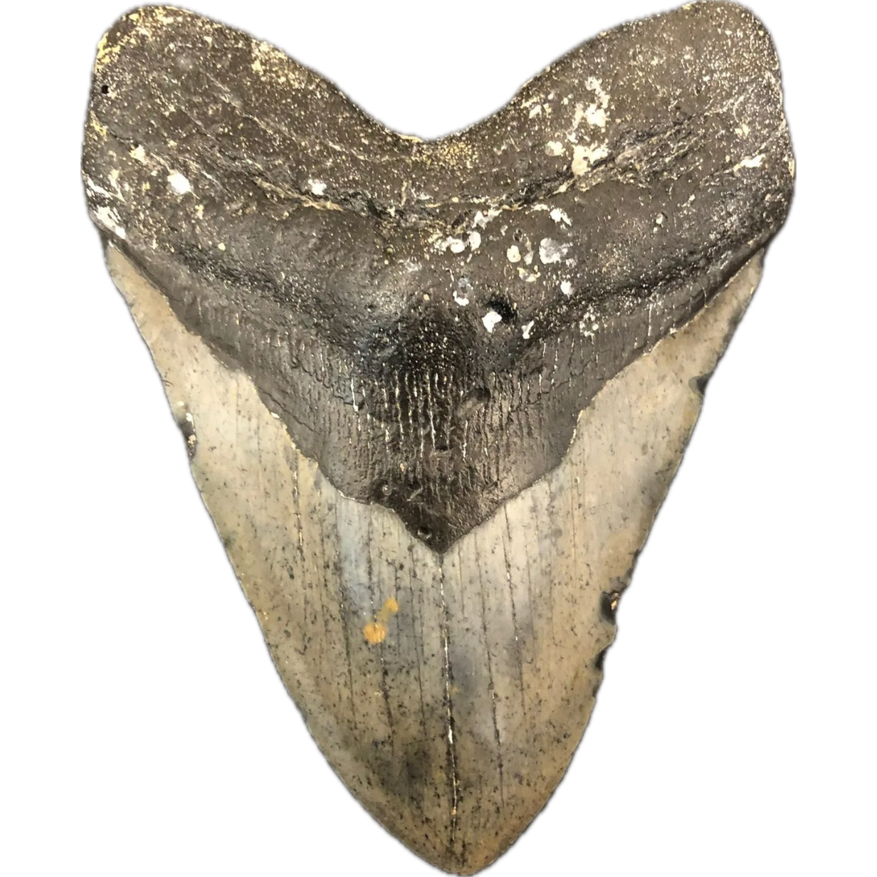 Megalodon Tooth  South Carolina 6″ Prehistoric Online