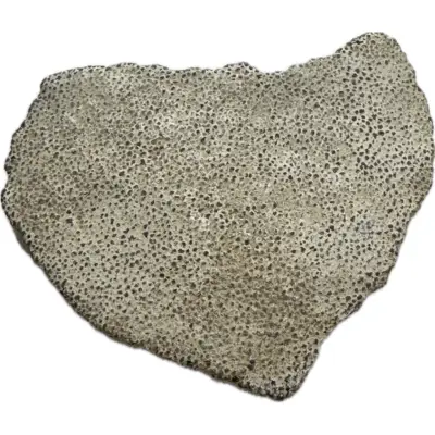 Carcharodontosaurus tooth, 2 1/2 inch