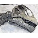 Camarasaurus Vertebrae, Wyoming