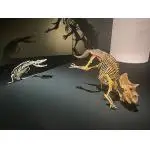 Triceratops, Humerus bone