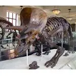 Triceratops, Humerus bone