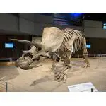 Triceratops, Humerus bone