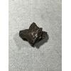 Sikhote Alin meteorite, Russia Prehistoric Online