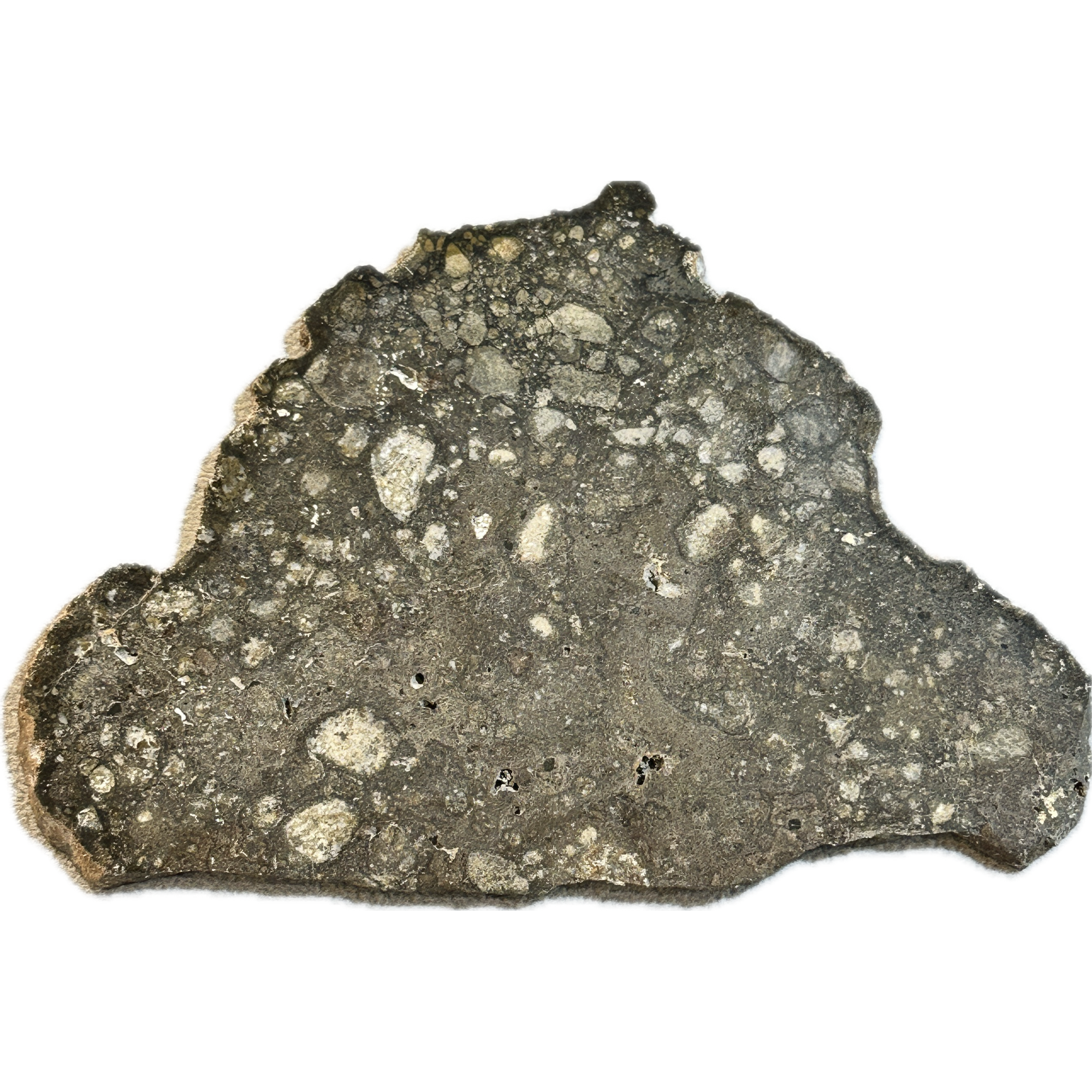 NWA 14016 meteorite slice, Eucrite Prehistoric Online