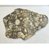 NWA 14016 meteorite slice, Eucrite Prehistoric Online