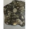 NWA 14016 meteorite slice, Eucrite Prehistoric Online