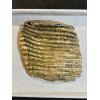 Woolly Mammoth Tooth slice, Europe Prehistoric Online