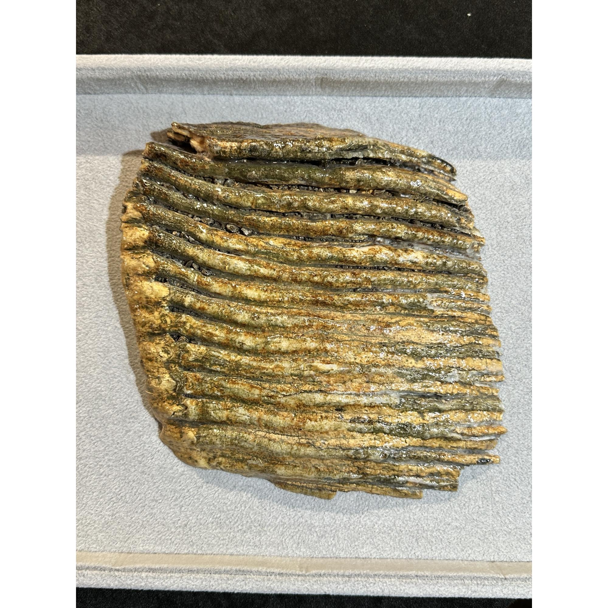 Woolly Mammoth Tooth slice, Europe Prehistoric Online