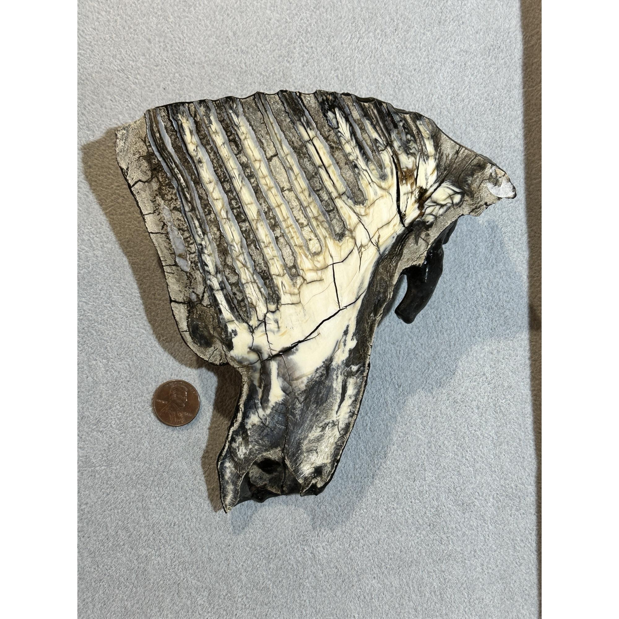 Woolly Mammoth Tooth slice, slice A Prehistoric Online