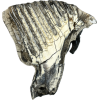 Woolly Mammoth Tooth slice, slice A Prehistoric Online