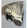 Woolly Mammoth Tooth slice, slice B Prehistoric Online