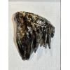 Woolly Mammoth Tooth slice, slice B Prehistoric Online