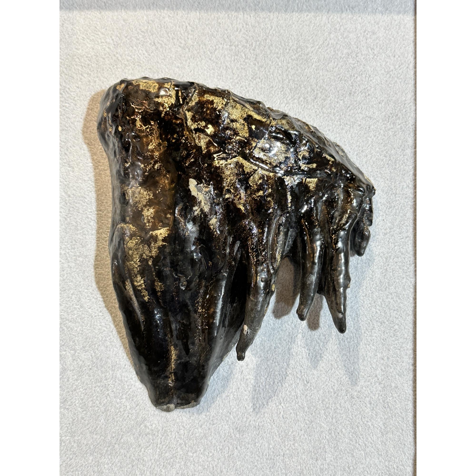 Woolly Mammoth Tooth slice, slice B Prehistoric Online