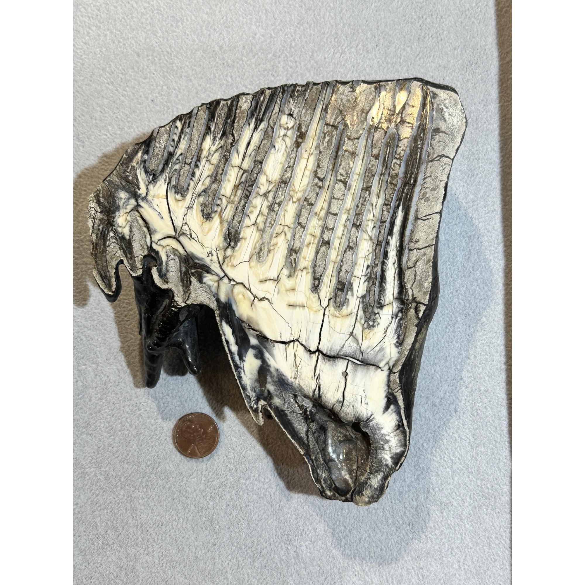 Woolly Mammoth Tooth slice, slice B Prehistoric Online