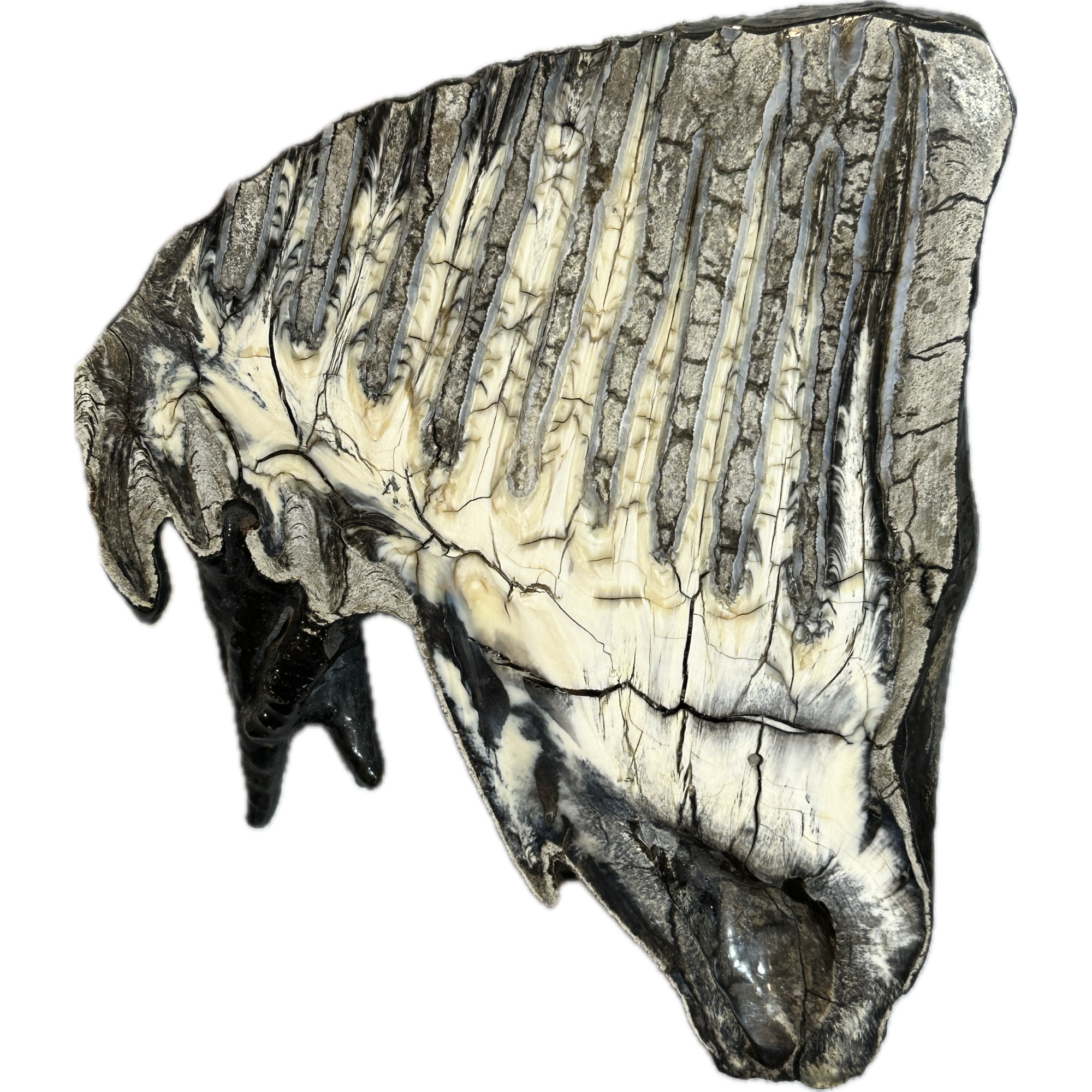 Woolly Mammoth Tooth slice, slice B Prehistoric Online