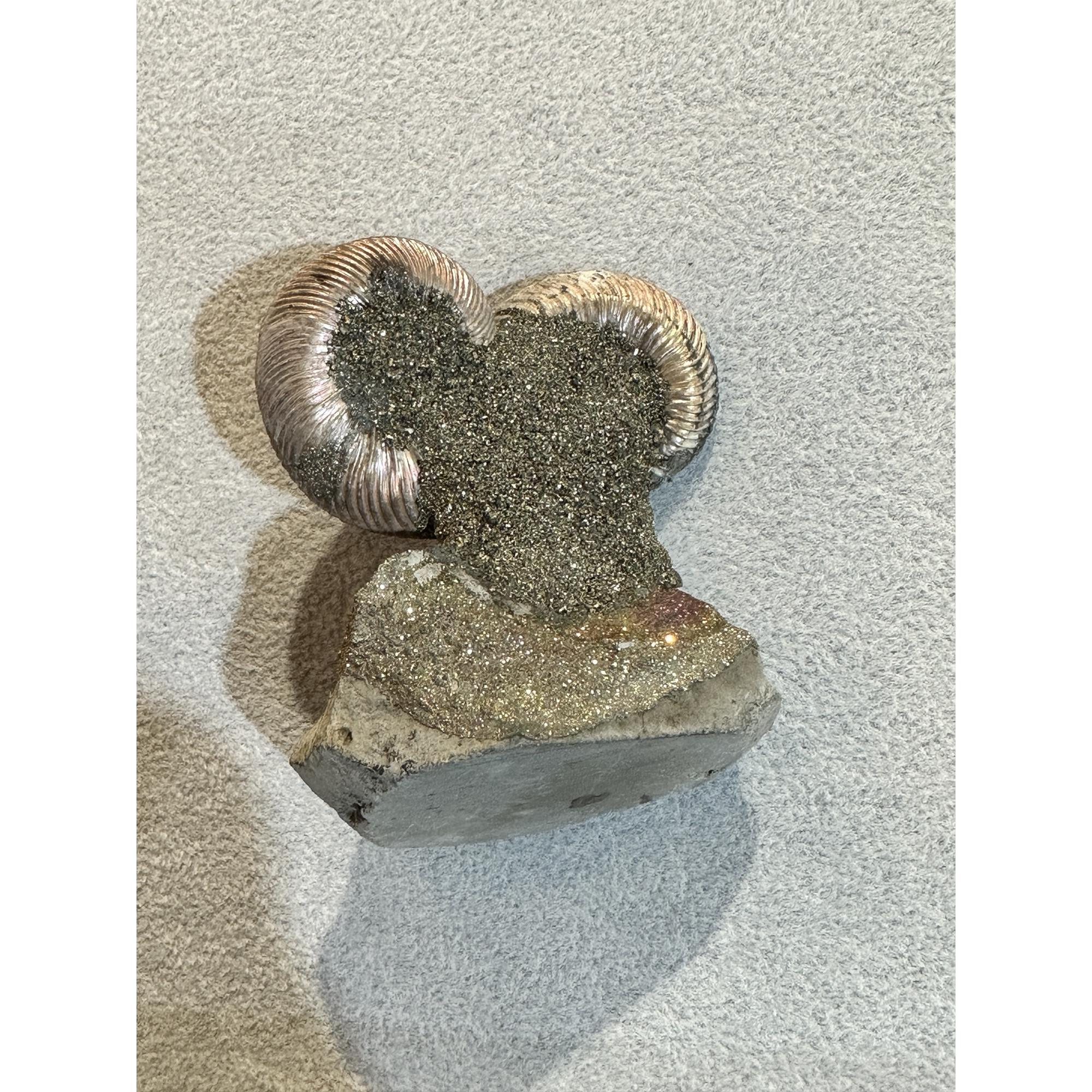 Ammonite Fossil, Volga River Prehistoric Online