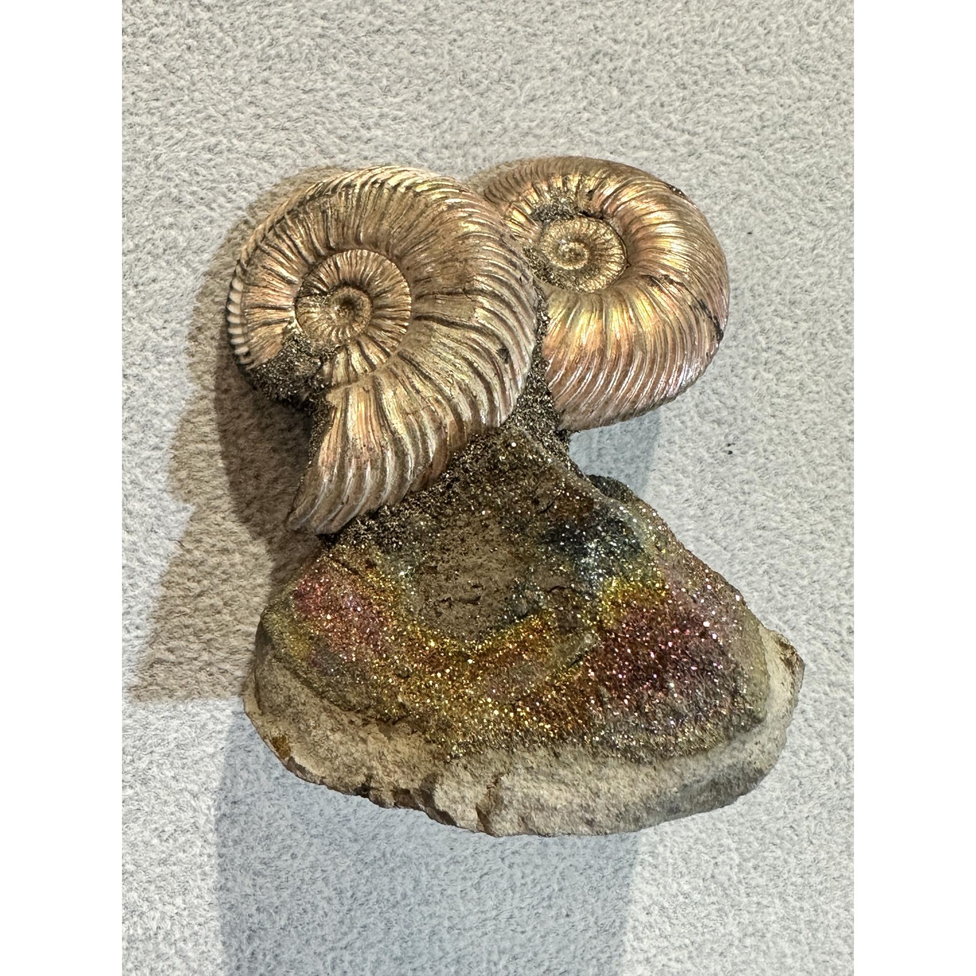 Ammonite Fossil, Volga River Prehistoric Online