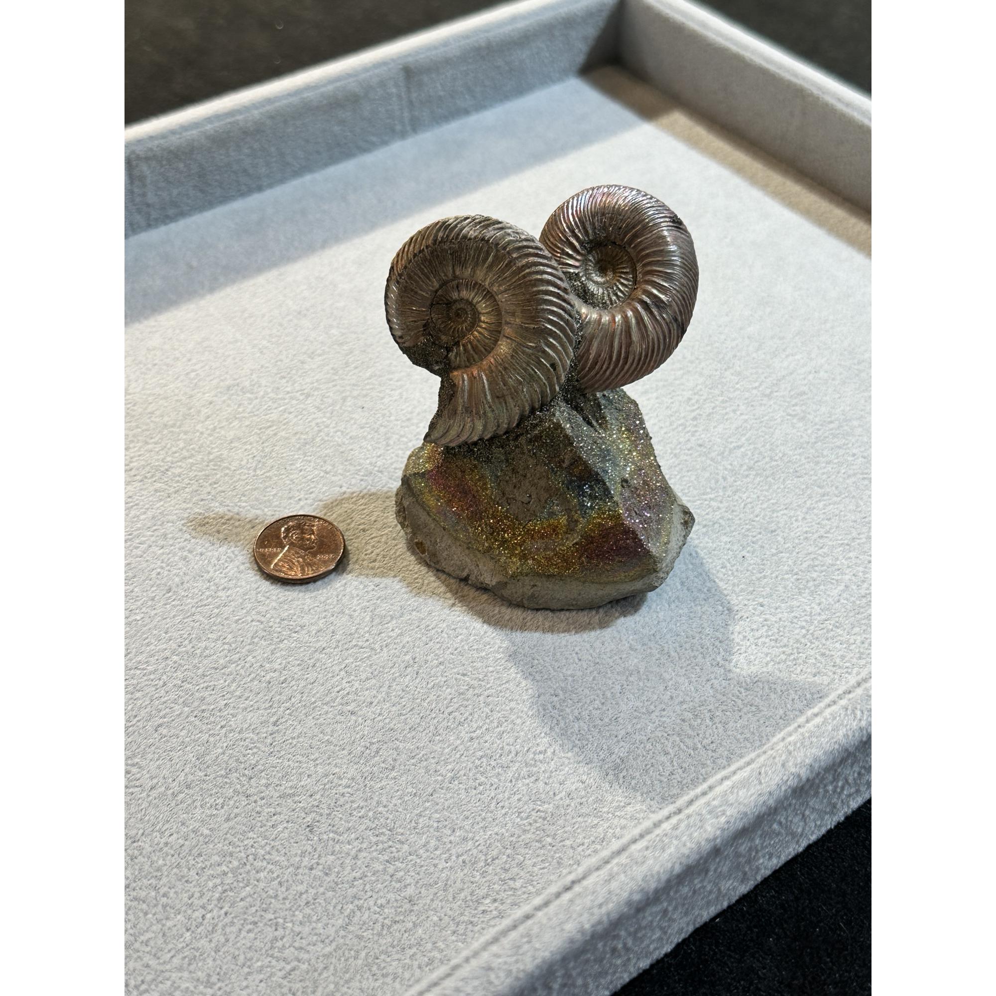 Ammonite Fossil, Volga River Prehistoric Online