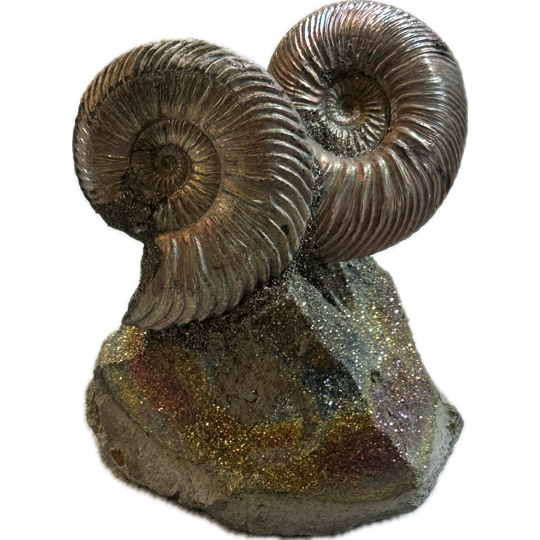 Ammonite Fossil, Volga River Prehistoric Online