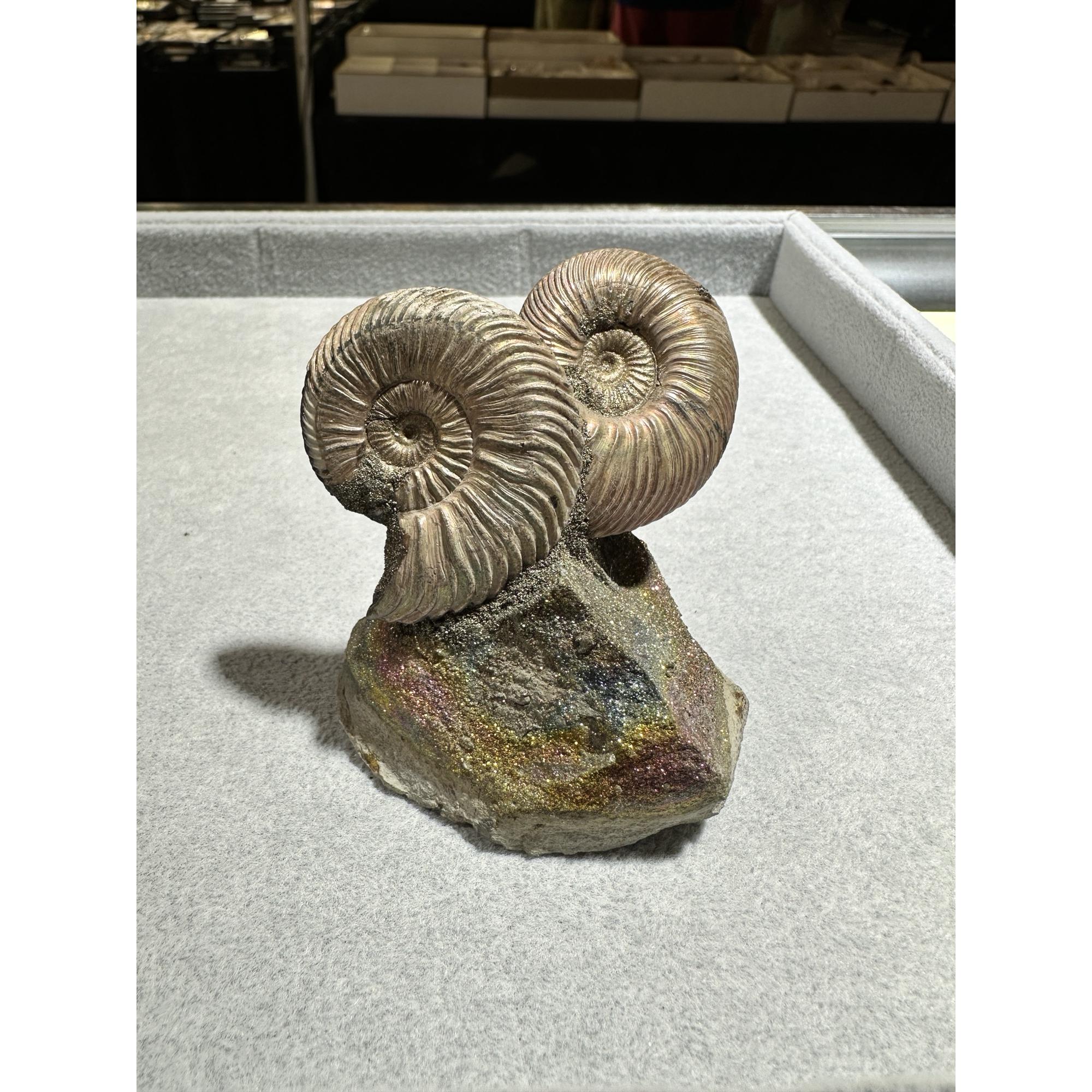 Ammonite Fossil, Volga River Prehistoric Online