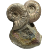 Ammonite Fossil, Volga River Prehistoric Online