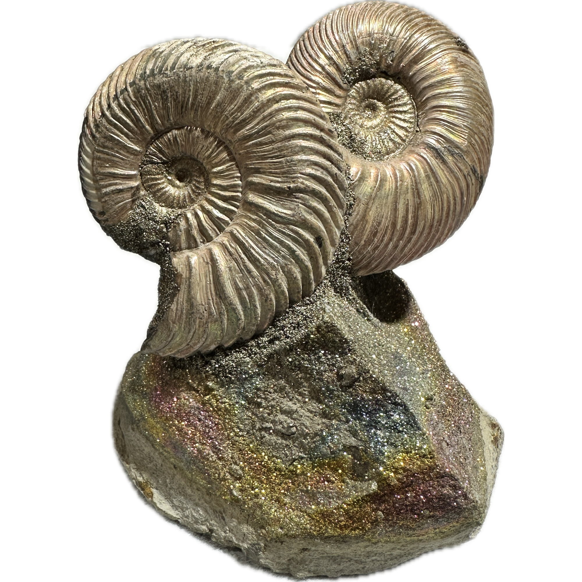 Ammonite Fossil, Volga River Prehistoric Online