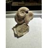 Ammonite Fossil, Volga River Prehistoric Online