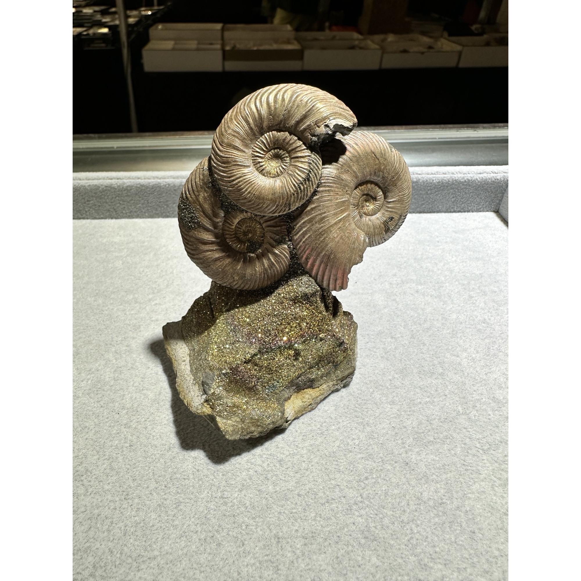 Ammonite Fossil, Volga River Prehistoric Online