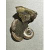 Ammonite Fossil, Volga River Prehistoric Online