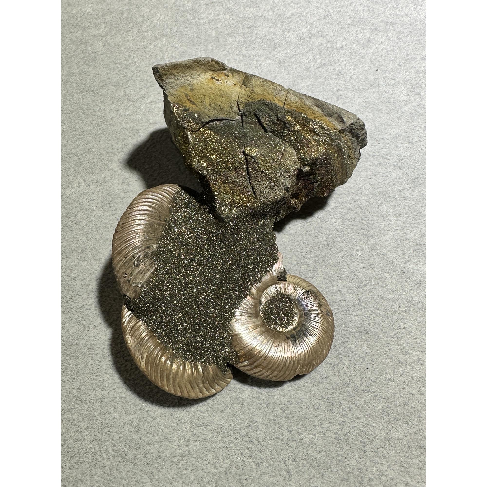 Ammonite Fossil, Volga River Prehistoric Online