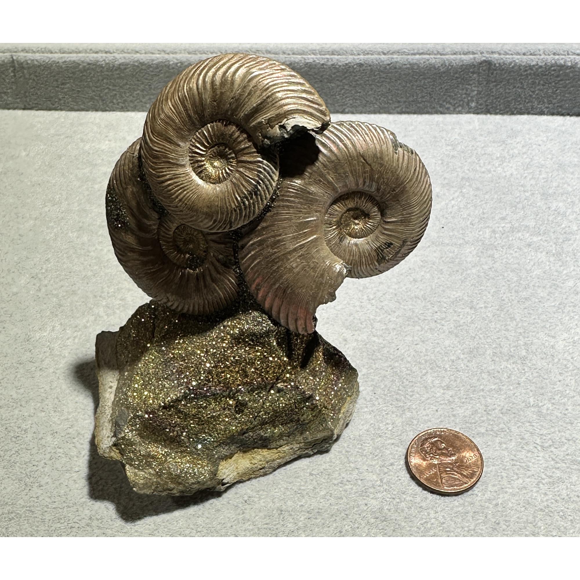 Ammonite Fossil, Volga River Prehistoric Online