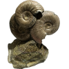 Ammonite Fossil, Volga River Prehistoric Online