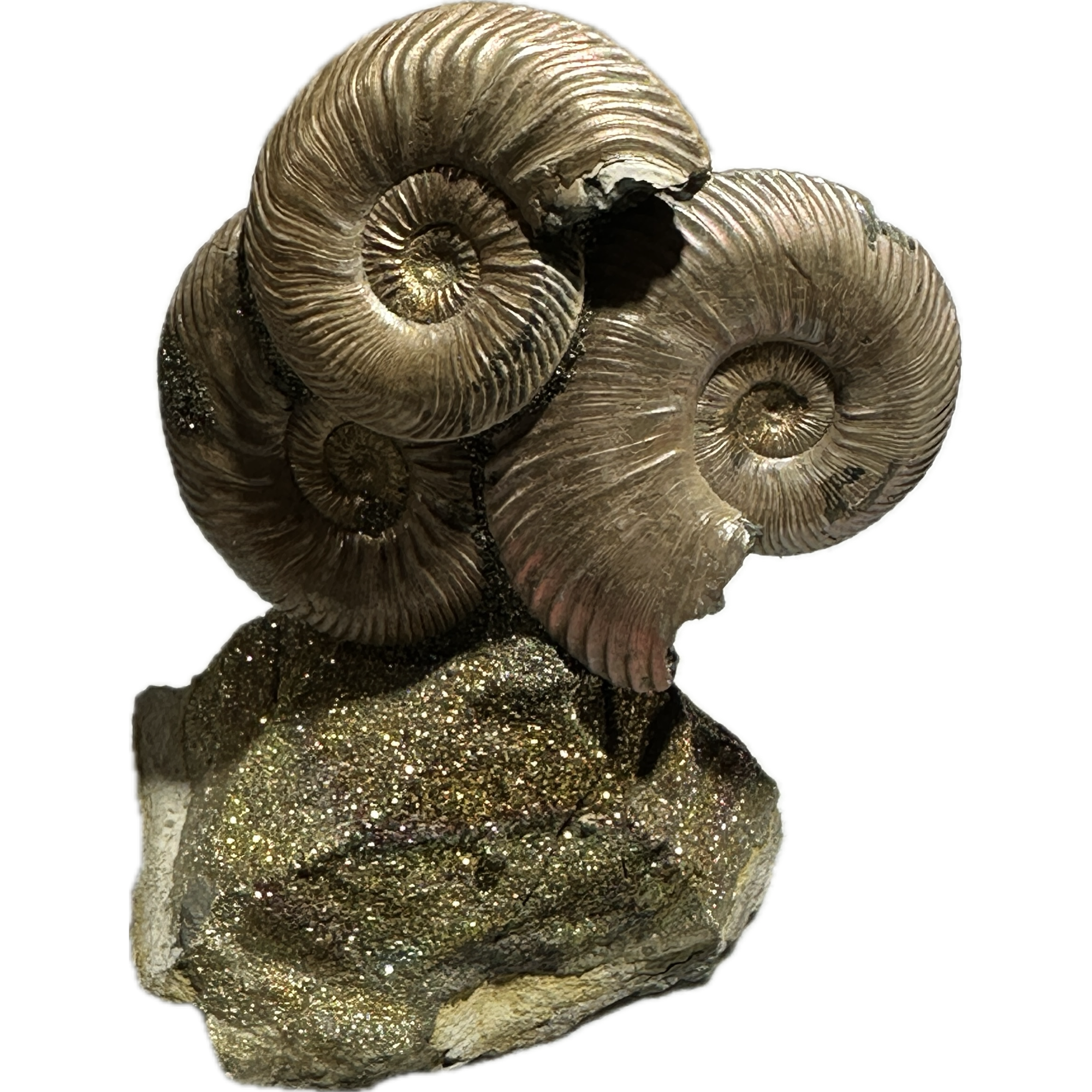 Ammonite Fossil, Volga River Prehistoric Online