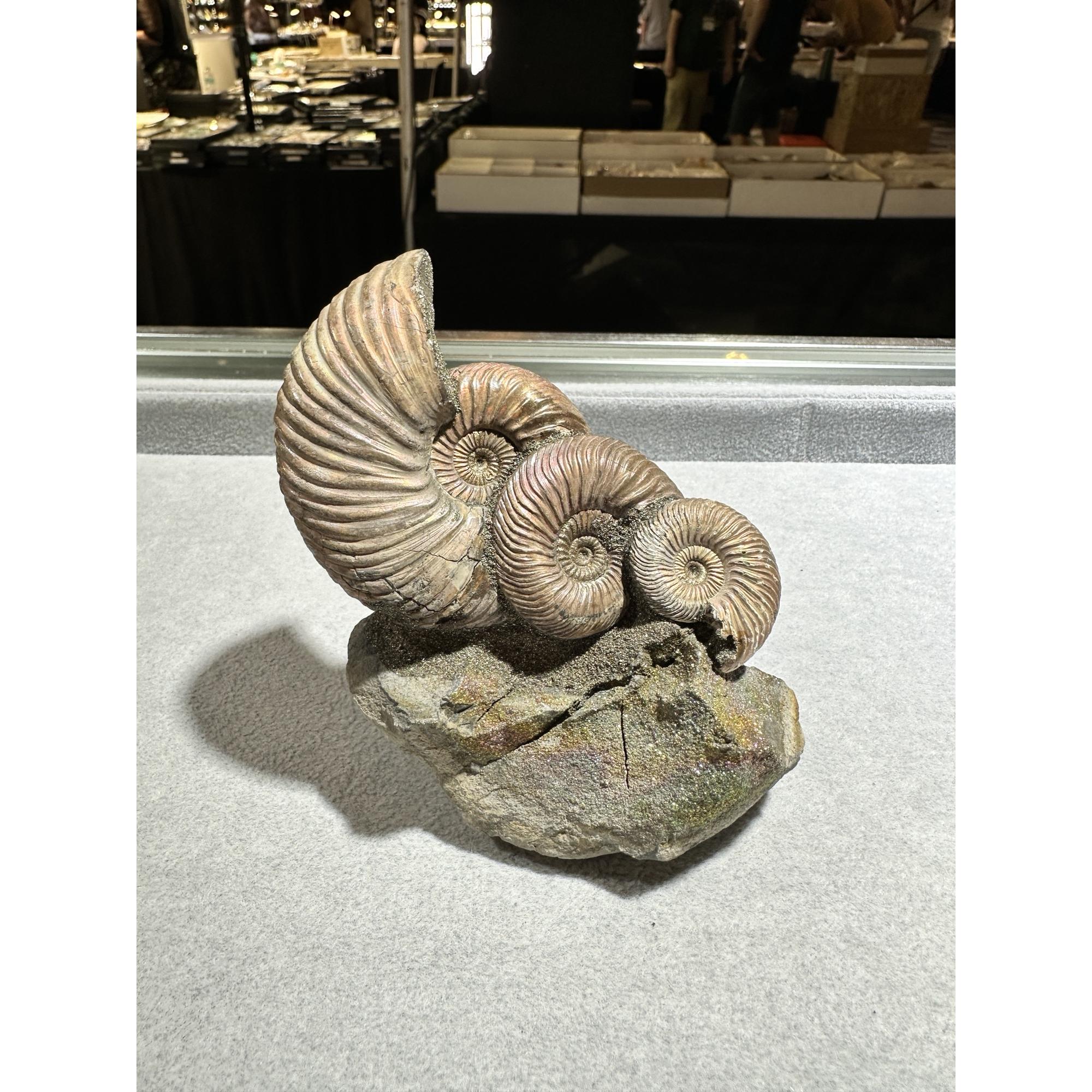 Ammonite Fossil, Volga River, Triple Prehistoric Online