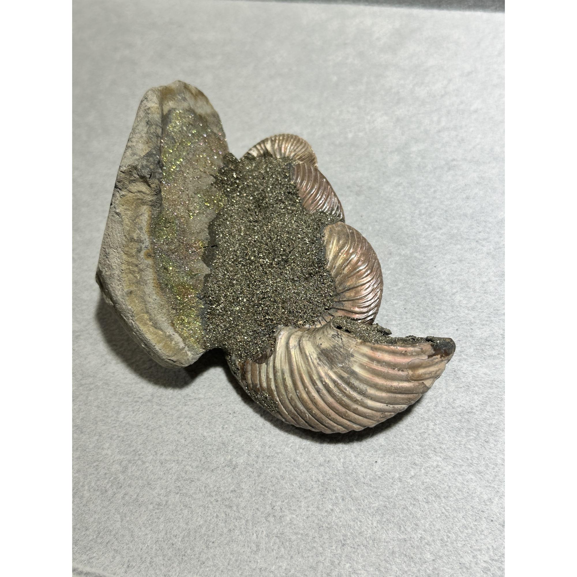 Ammonite Fossil, Volga River, Triple Prehistoric Online