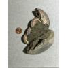 Ammonite Fossil, Volga River, Triple Prehistoric Online