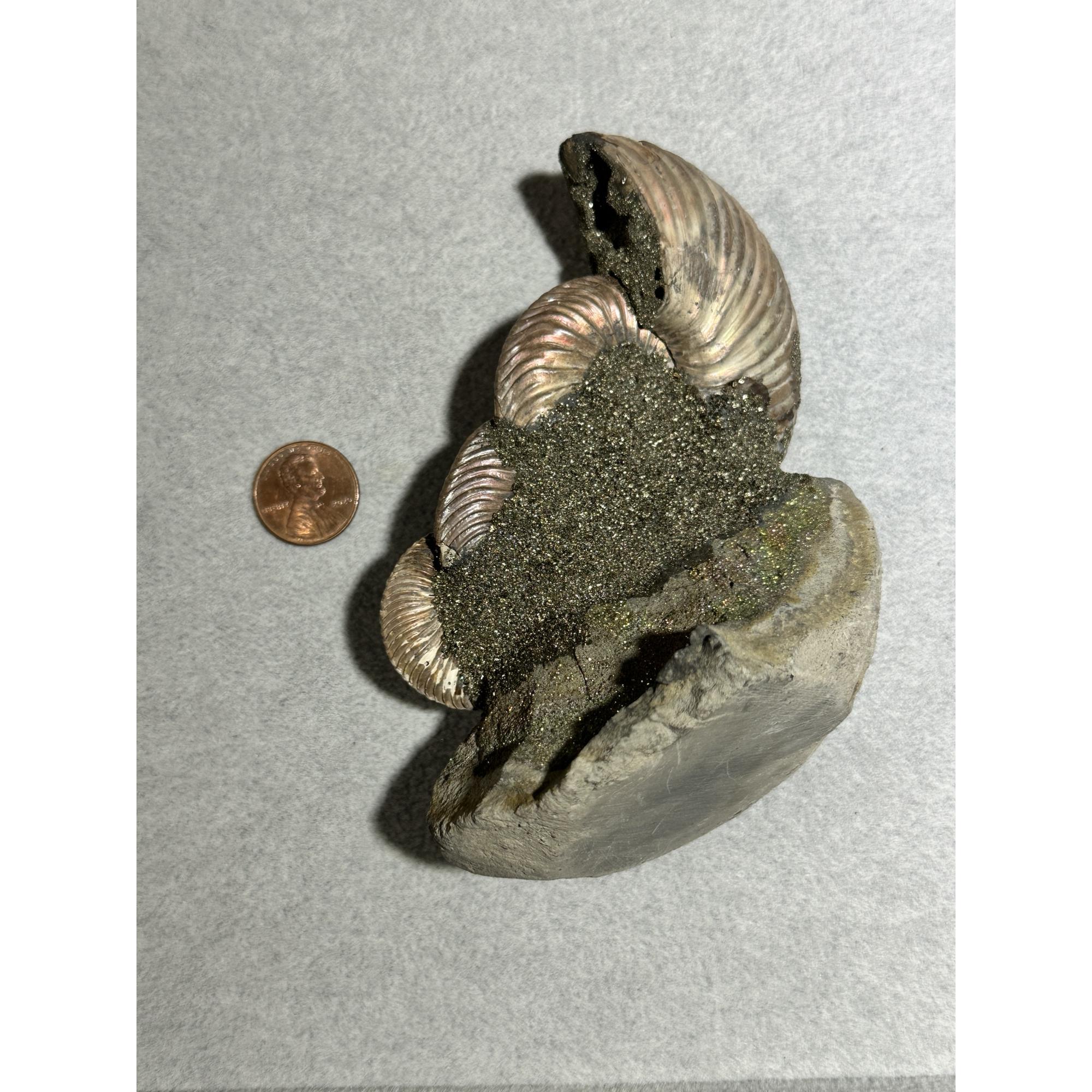 Ammonite Fossil, Volga River, Triple Prehistoric Online