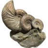 Ammonite Fossil, Volga River, Triple Prehistoric Online