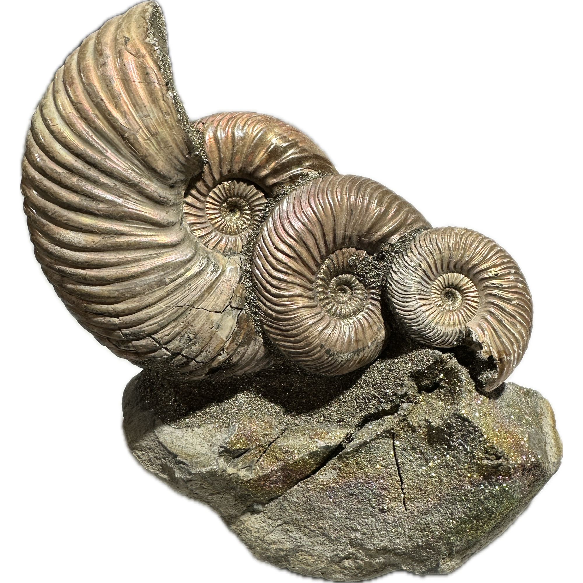 Ammonite Fossil, Volga River, Triple Prehistoric Online