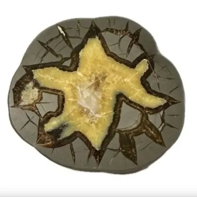Septarian Slice, Utah, Calcite center