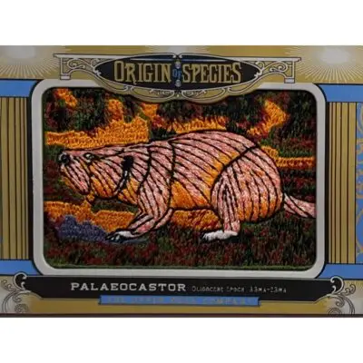 Upper deck, Entelodont patch
