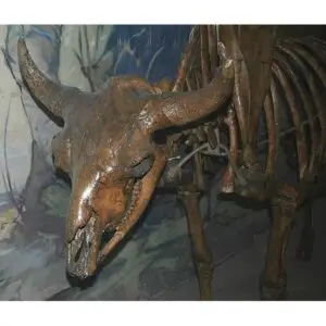 Fossil Bison Tooth – Florida
