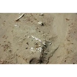 Fossil Camel Tooth – Florida